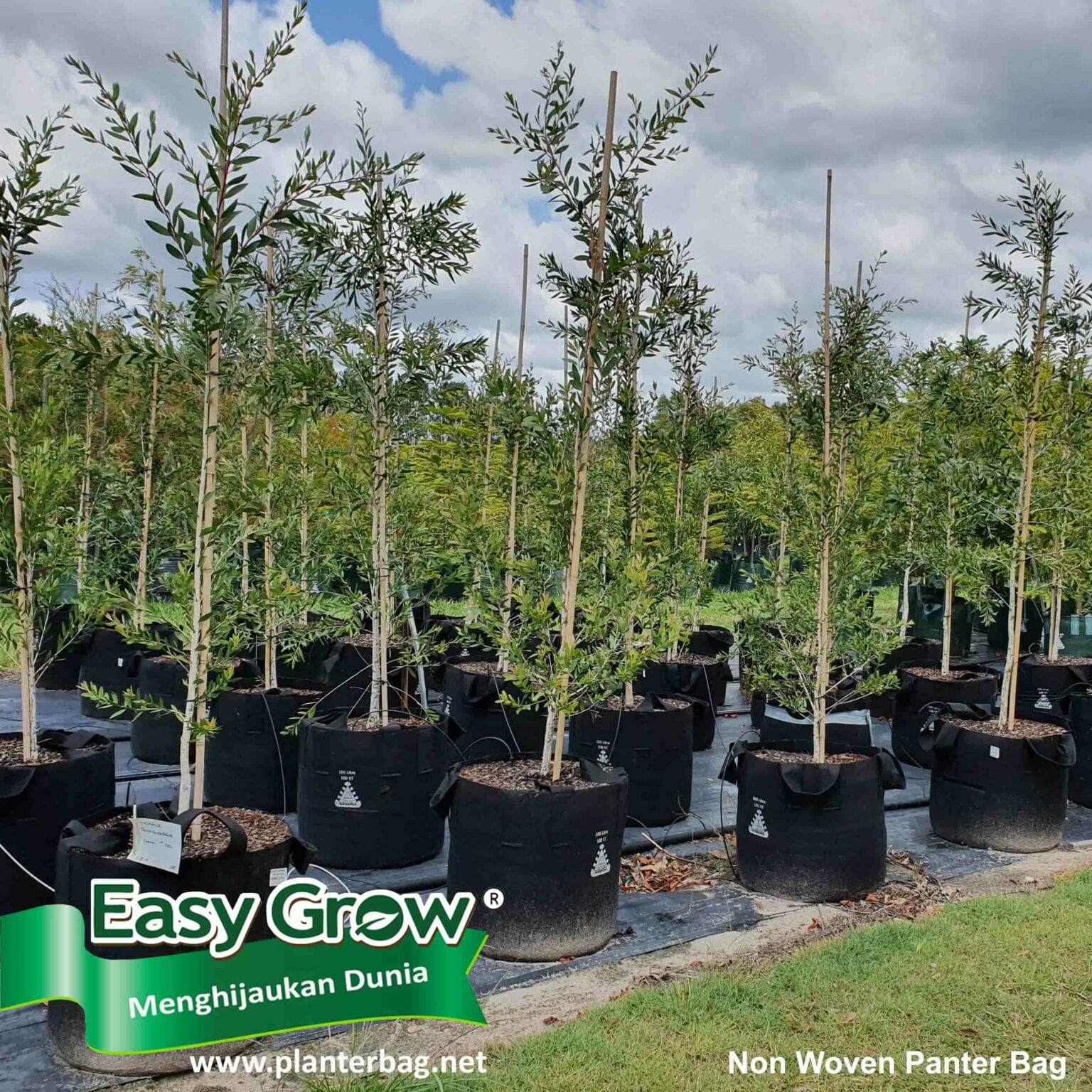 Easy Grow Planter Bag Non Woven