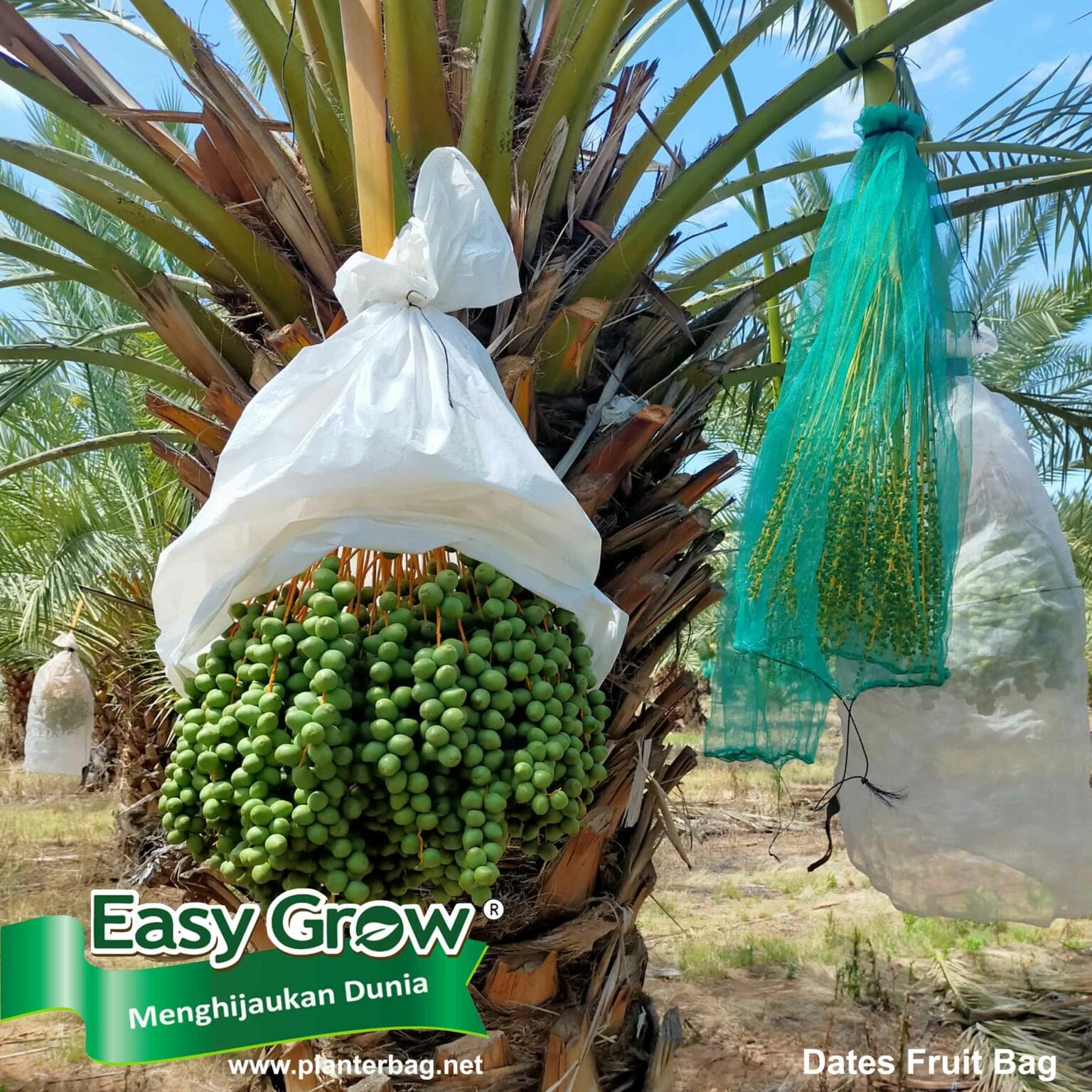 Dates Fruit Bag (Fruits Cover)