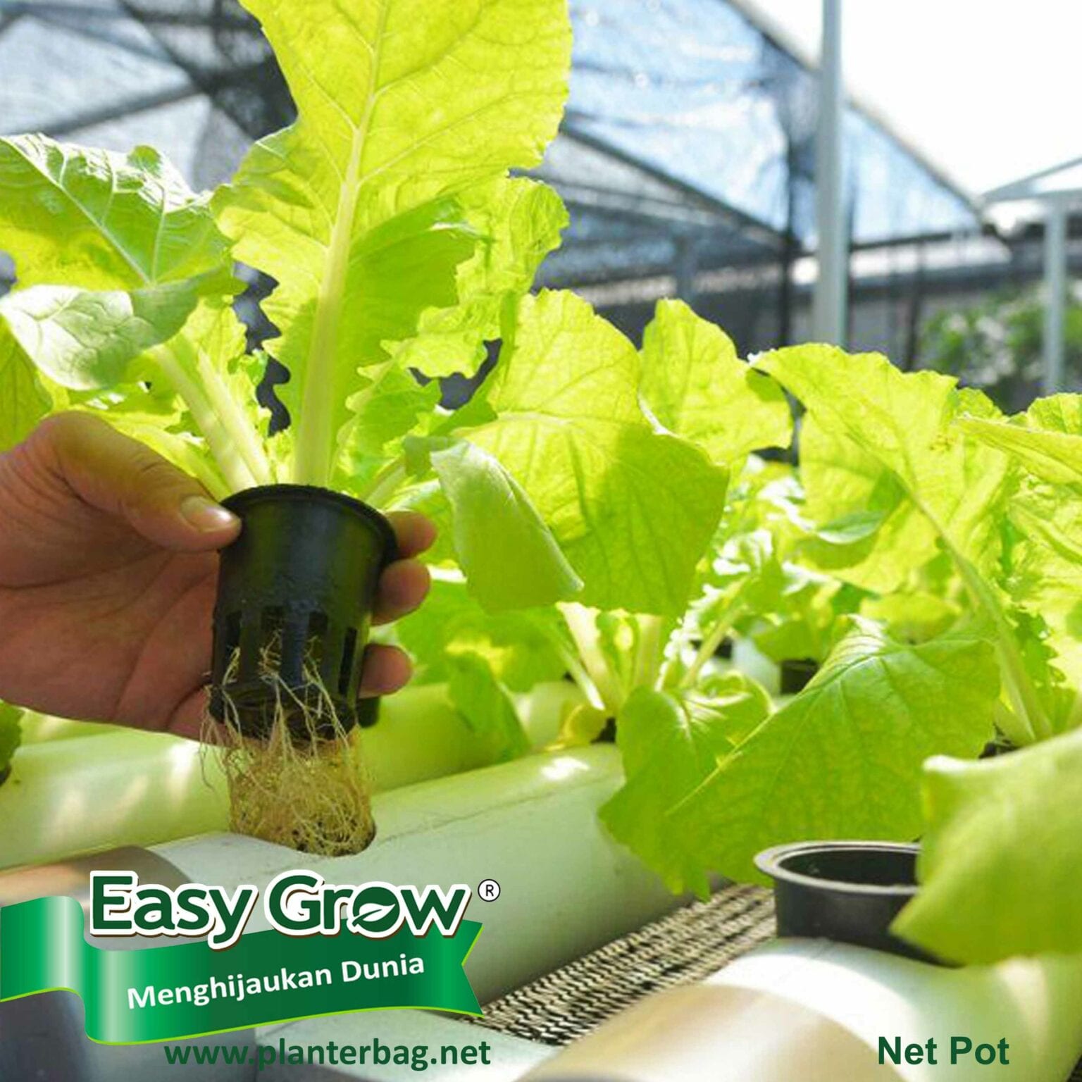 Hydroponic Net Pot