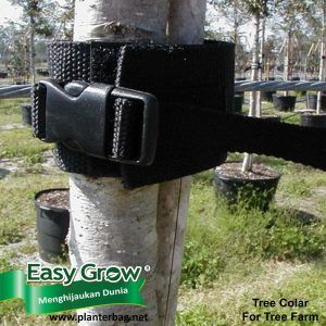 Tree Collar