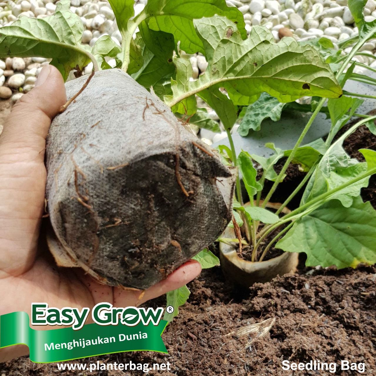 Seedling Bag - Gambar 2