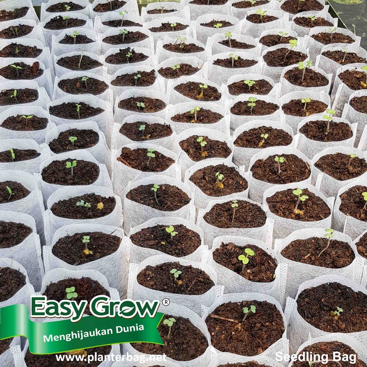 Seedling Bag - Gambar 5