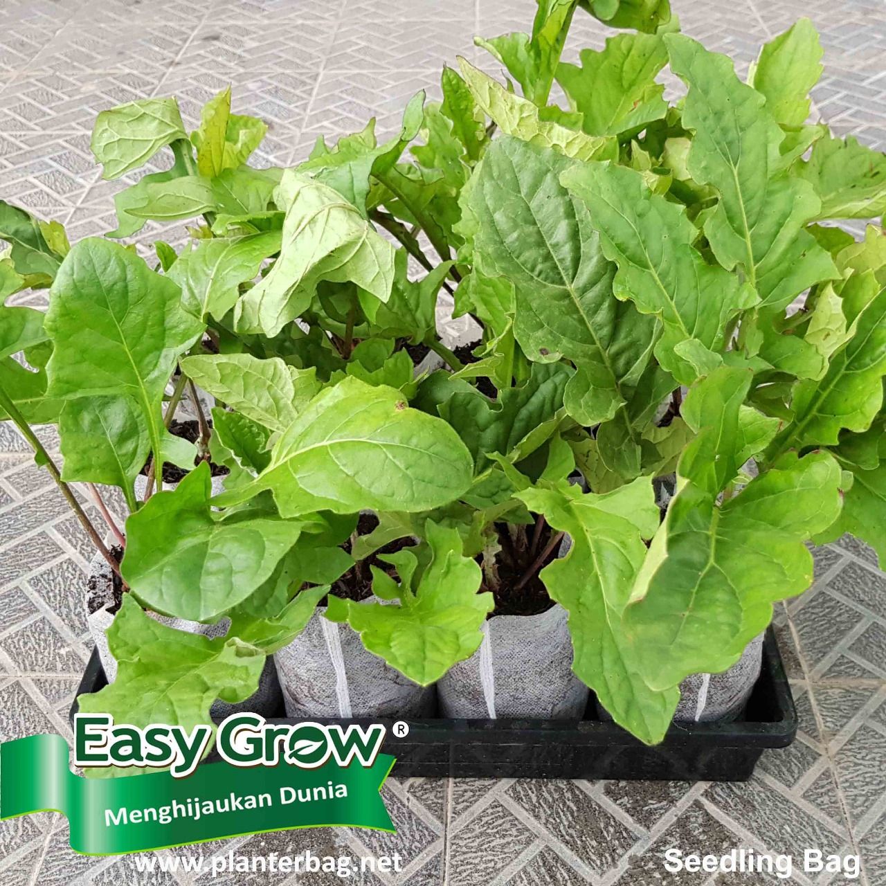 Seedling Bag - Gambar 7