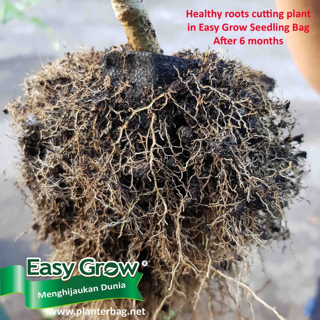 Seedling Bag - Gambar 8