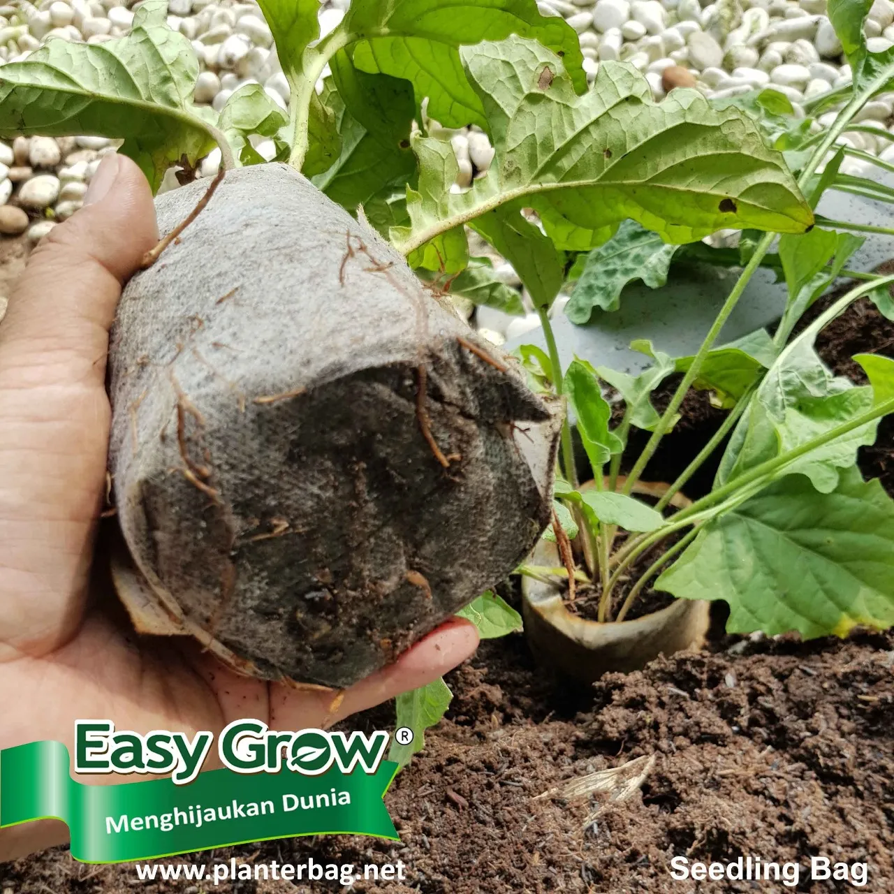 Seedling Bag - Imagen 2