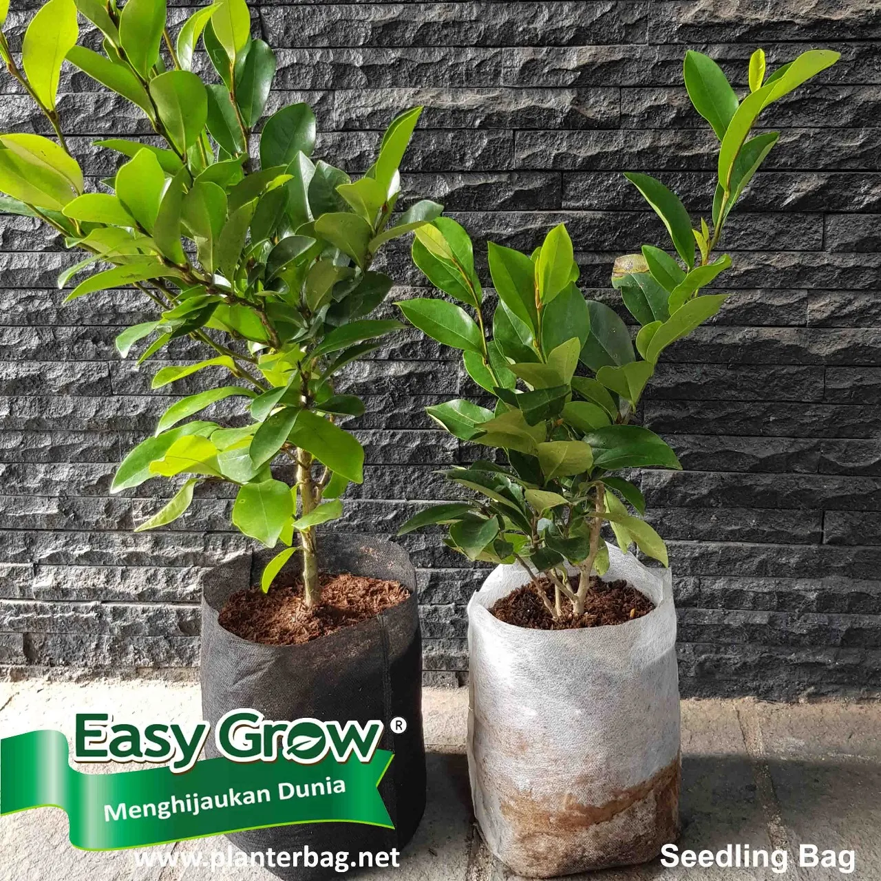 Seedling Bag - Imagen 3