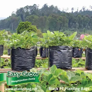 Polybag