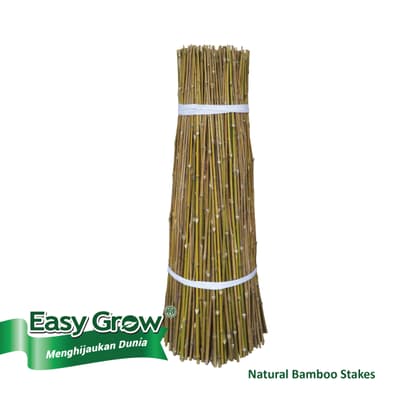 Bamboo Stakes