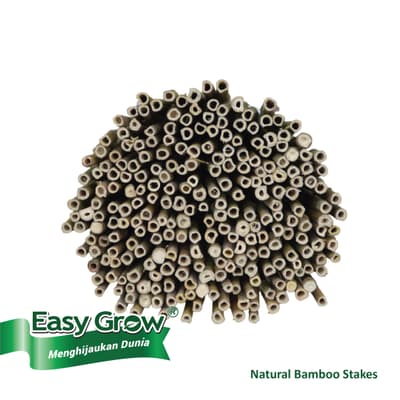 Bamboo Stakes - Image 3