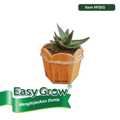 Wooden Pot - Image 7